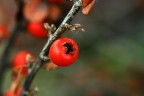 rosso rosso