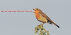 Auguri dall'uccellino Auguri dall'uccellino