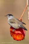 Capinera (Sylvia atricapilla) Capinera (Sylvia atricapilla)