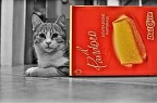 Ma se prendo un pandoro e salta fuori un gatto cosa devo pen Ma se prendo un pandoro e salta fuori un gatto cosa devo pen