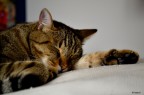Dolce riposo... Dolce riposo...