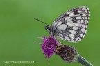 Melanargia galathea (Bianca marmorizzata)� un lepidottero della famiglia Nymphalidae.
C & c sono graditi, scatto ripescato dal cestino.
Canon 1Ds Mark III - Canon 180mm - iso 100 - f/16 - 1/2s - -0.67Ev - tripoide - scatto remoto - alzo specchio - nr. 3 flash - Canon ST-E2 - pannelli riflettenti e ombrello.
[url=http://img547.imageshack.us/img547/4579/2rj1.jpg]Clicca qui per la versione ad alta risoluzione![/url]