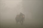 Elefante nella nebbia