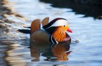 Mandarina Duck Mandarina Duck