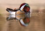 Mandarina duck Mandarina duck