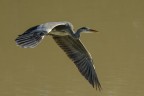 Airone cenerino (Ardea cinerea ) Airone cenerino (Ardea cinerea )