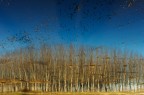 Riflessi Riflessi