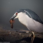 uccelli uccelli