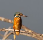 uccelli uccelli