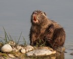 nutria