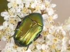 cetonia aurata cetonia aurata