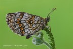 Melitaea athalia (Heath Fritillary) Melitaea athalia (Heath Fritillary)