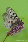 Parnassius apollo (Parnassius apollo) Parnassius apollo (Parnassius apollo)