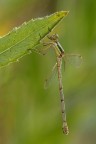 Damigella Damigella
