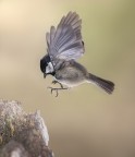 Landing Landing
