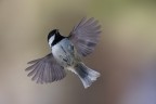 volo volo