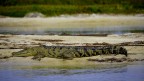 Crocodile