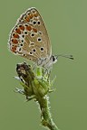 Polyommato Icarus Polyommato Icarus