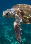 The old turtle and the sea The old turtle and the sea