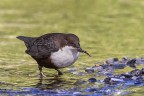 Merlo acquaiolo (Cinclus cinclus) Merlo acquaiolo (Cinclus cinclus)