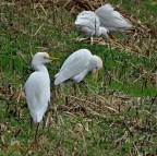 Sony DSC-HX300, 1/125, f 6.3, iso 200, l 215 (1200 eq), a mano libera, con ritocco