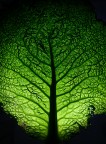 "Ai piedi del grande albero" "Ai piedi del grande albero"
