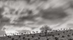 Tree in the Storm