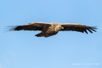 Grifone (Gyps fulvus) Grifone (Gyps fulvus)