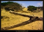 Il Coccodrillo Il Coccodrillo
