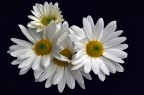 fiore d'oro