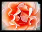 Una Rosa senza Spine Una Rosa senza Spine