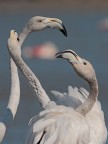 Camargue # 33 Camargue # 33