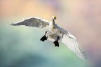 Volo libero Volo libero