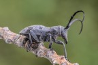 Morimus asper Morimus asper