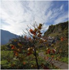 Il paese dei cachi