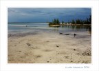 Alligator... cove Alligator... cove