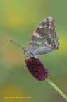 Pafia (Argynnis paphia)
C & c sono graditi 
Canon 1Ds MkIII - Canon 180mm - iso 100 - f/14 - 1/2s - -0.33 Ev - tripoide - scatto remoto - nr. 4 flash - Canon ST-E2 - pannelli e ombrello riflettenti

[url=http://imageshack.com/a/img836/2255/1k6l.jpg]Clicca qui per la versione ad alta risoluzione![/url]4000
[url=http://imageshack.com/a/img38/4113/y2jn.jpg]Clicca qui per la versione ad alta risoluzione![/url]2200