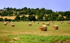 Campagna pugliese Campagna pugliese