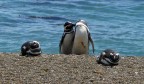 Pinguini innamorati