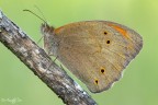 MANIOLA JURTINA (LINNAEUS, 1758) MANIOLA JURTINA (LINNAEUS, 1758)