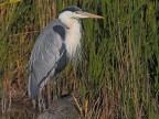 Camargue # 35
