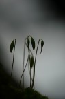 *** Fenicotteri *** *** Fenicotteri ***