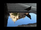 Il piccione sacrestano Il piccione sacrestano