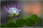 Flower N.3 Flower N.3