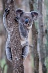 Koala in the wild Koala in the wild
