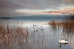 Swans Swans