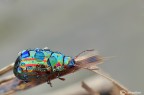 Chrysolina amricana Chrysolina amricana