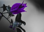 Purple Purple