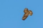 Poiana (Buteo buteo) Poiana (Buteo buteo)