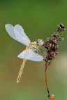 Sympetrum fonscolombii